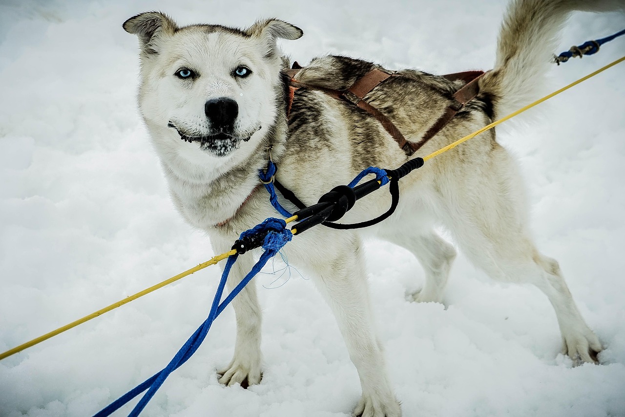 Embrace the Spirit of Dog Sledding